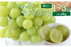 ＜2026年8月下旬以降に発送＞【シャインマスカット 約1.2kg 1～3房】先行予約 ぶどう grape fruit フレッシュ 旬 果物 くだもの 高知県 佐川町産