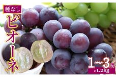 ＜2026年8月上旬以降に発送＞【ピオーネ 約1.2kg（1～3房）】先行予約 ぶどう grape fruit フレッシュ 旬 果物 くだもの 高知県 佐川町産