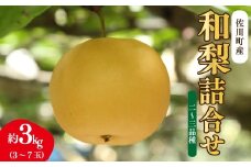 ＜7月下旬～10月下旬頃発送 予定＞【梨 詰め合わせ 品種おまかせ 約3kg（3～7玉）】和梨 ヒロの果樹園  なし fruit フレッシュ 旬 果物 くだもの 高知県 佐川町産