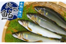  （2025年先行受付）高知県仁淀川の天然鮎（冷凍）約500ｇ