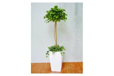 防災グッズ　タスカルグリーン（造花）TG-022