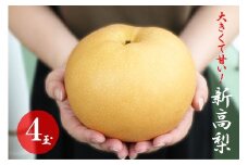 大きくて甘い　越知町の新高梨【約700g　4玉】フルーツ 果物 新鮮 産直 