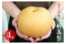 大きくて甘い　越知町の新高梨【約700g　4玉】フルーツ 果物 新鮮 産直 