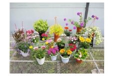 お楽しみ季節の鉢植え（小）