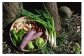 秋野菜