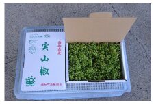 【0.5kg】青実山椒（枝付）初期物 