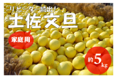 【2025年発送】（家庭用）土佐文旦（約5kg/8～12玉）　フルーツ 果物 新鮮 産直