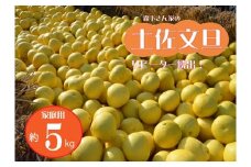 【先行予約受付中 2025年発送】森下さん家の(家庭用)土佐文旦(約5kg/8～12玉) 　フルーツ 果物 新鮮 柑橘