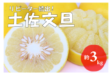 【先行予約受付中 2025年発送】森下さん家の土佐文旦(約3kg/4～7玉)　フルーツ 果物 新鮮 産直 柑橘
