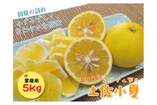 【2025年発送】森下さん家の(家庭用)土佐小夏（約5kg）