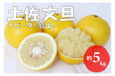 【2026年発送】土佐文旦（約5kg/8～12玉）　フルーツ 果物 新鮮 産直