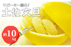 【2026年発送】土佐文旦（約10kg/16～23玉）　フルーツ 果物 新鮮 産直