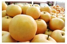 大きくて甘い　越知町の新高梨【約800g　5玉】フルーツ 果物 新鮮 産直 