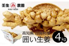 生姜 高知県産 農家直送 ショウガ こだわりの低農薬「囲い生姜」たっぷり使える 4kg