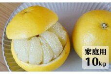 【先行予約・2026年1月】土佐文旦 家庭用 10kg　数量限定 高知県産 文旦 路地 農家直送 訳あり 早出し