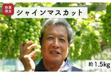 【先行予約・2025年9月】数量限定 特大シャインマスカット 1.5kg 産地直送 農家直送 甘い 大きい 種なし ぶどう 果物
