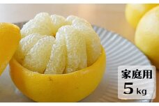 【先行予約・2026年1月】土佐文旦 家庭用 5kg　数量限定 高知県産 文旦 路地 農家直送 訳あり 早出し