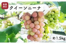 【先行予約・2025年9月】希少品種 数量限定 特大クイーンニーナ 1.5kg 産地直送 農家直送 甘い 大きい 種なし ぶどう 果物 限定品
