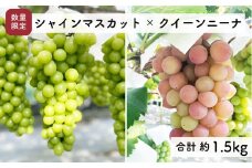 【先行予約・2025年9月】数量限定 食べ比べ！ シャインマスカットとクインニーナのセット 合計約1.5kg 産地直送 農家直送 甘い 大きい 種なし ぶどう 果物