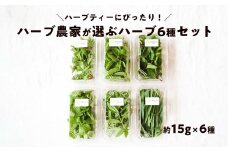 【期間限定】ハーブティーにぴったり！ハーブ農家が選ぶハーブ6種セット 化学肥料農薬不使用 レモングラス ミント ステビナ レモンバーム