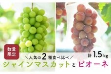 【先行予約・2025年9月】数量限定 食べ比べ！ シャインマスカットとピオーネのセット 合計約1.5kg 産地直送 農家直送 甘い 大きい 種なし ぶどう 果物