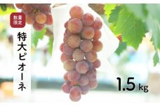 【先行予約・2025年9月】数量限定 大粒ピオーネ 1.5kg 産地直送 農家直送 甘い 種なし ぶどう 果物 ギフト 限定品