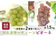 【先行予約・2025年9月】数量限定 食べ比べ！ マスカサーティーンとピオーネのセット 合計約1.5kg 産地直送 農家直送 甘い 大きい 種なし ぶどう 果物