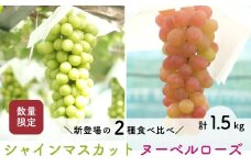 【先行予約・2025年8月末】数量限定 食べ比べ！ シャインマスカットとヌーベルローズ 合計約1.5kg 産地直送 農家直送 甘い 大きい 種なし ぶどう 果物
