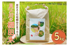 石垣棚田で作る『貝の川の棚田米 』 5kg [貝ノ川棚田保存会 高知県 津野町 26as0001] 白米 お米 おこめ こめ コメ