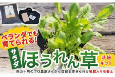 ベランダでも育てられるサラダほうれん草栽培キット ／Fis-B06 趣味 ガーデニング 家庭菜園 園芸 ベランダ菜園 プランター 種 種子 プロ仕様の肥料 培養土 サラダに