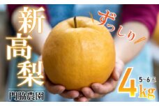 数量限定 新高梨 4㎏ (5～6玉) 門脇農園 四万十育ちの 新高梨 Ckn-004 大玉 枝熟れ 完熟 梨の王様 なし ナシ 梨 しんこうなし フルーツ デザート 果物 旬 幸水 豊水 秋月 新興 シャリシャリ 新鮮 