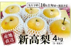 【先行予約】 数量限定 新高梨 4kg（5～6玉入り）田井農園 Ctn-003 大玉 枝熟れ 完熟 梨の王様 梨 新高梨 なし ナシ フルーツ デザート 果物 旬 幸水 豊水 秋月 新興 シャリシャリ 新鮮 