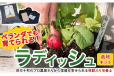 ベランダでも育てられるラディッシュ栽培キット ／Fis-B08 趣味 ガーデニング 家庭菜園 園芸 ベランダ菜園 プランター 種 種子 プロ仕様の肥料 培養土 サラダに