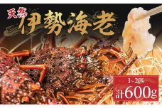 漁港直送！四万十町産の天然伊勢海老1～2匹（計600ｇ）Dns-12 海鮮 魚介類 伊勢海老 伊勢エビ いせえび 海老 エビ ギフト 贈答 