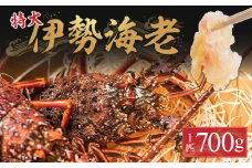 漁港直送！四万十町産の特大天然伊勢海老 1匹（700ｇ）Dns-14 海鮮 魚介類 伊勢海老 巨大 伊勢エビ いせえび 海老 エビ ギフト 贈答