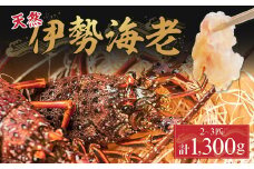 漁港直送！四万十町産の天然伊勢海老2～3匹（計1300ｇ）Dns-Z15 海鮮 魚介類 伊勢海老 伊勢エビ いせえび 海老 エビ ギフト 贈答
