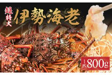 漁港直送！四万十町産の超特大天然伊勢海老 1匹（800ｇ）Dns-04  海鮮 魚介類 伊勢海老 巨大 伊勢エビ いせえび 海老 エビ ギフト 贈答
