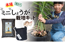 知育にも人気！本格農業体験しょうが「ミニ」栽培キット ／Fis-B07 趣味 ガーデニング 家庭菜園 園芸 ベランダ菜園 プランター 種 種子 プロ仕様の肥料 新生姜 薬味 甘酢漬けや天ぷらに