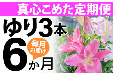 【6回分】毎月届くオリエンタルリリー3本の定期便Sosy-01 