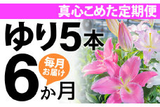 【6か月間】毎月届く四万十町産のゆり5本の定期便Sosy-02 