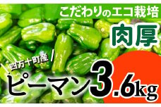 肉厚ジューシー！エコ栽培でえぐみ少ないピーマン3.6Kg Fms-06 農産物 新鮮 ぴーまん 野菜 大量