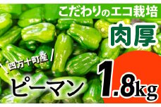 肉厚ジューシー！エコ栽培でえぐみ少ないピーマン1.8Kg Fms-A05 農産物 新鮮 ぴーまん 野菜 大量