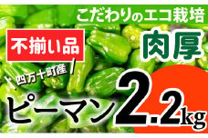 【不揃い品】肉厚ジューシー！エコ栽培でえぐみ少ないピーマン2.2Kg Fms-A08 農産物 新鮮 ぴーまん 野菜 大量