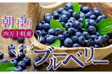 四万十町産朝どれ！新鮮ブルーベリー生果実 ６パックCvs-08 フルーツ フレッシュ 果物 ビタミンE アントシアニン 栄養 目にいい 健康 美容 ギフト 贈り物 スイーツ
