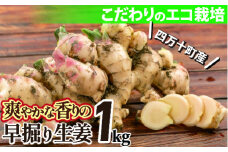 【予約受付】爽やかな辛さの【早掘り生姜】ミネラル豊富なエコ栽培 1kg Fms-10 しょうが ジンジャー おかず 野菜 大容量