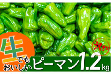選ぶ価値あり！生でもおいしいえぐみの少ないピーマン【訳アリ1.2kg】Fsn-01 農産物 新鮮 ぴーまん 野菜 大量 訳アリ