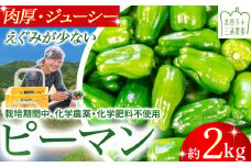 肉厚ジューシー！栽培期間中化学農薬・化学肥料不使用のえぐみ少ないピーマン2kg ／Fms-14 農産物 新鮮 ぴーまん ピーマン 肉厚ピーマン 野菜 大量