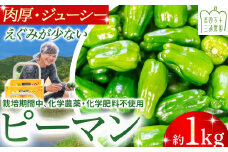 肉厚ジューシー！栽培期間中化学農薬・化学肥料不使用のえぐみ少ないピーマン1kg ／Fms-13 農産物 新鮮 ぴーまん ピーマン 肉厚ピーマン 野菜 大量