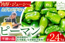 【不揃い品】肉厚ジューシー! 栽培期間中化学農薬・化学肥料不使用のえぐみ少ないピーマン2.4Kg ／Fms-12 農産物 新鮮 ぴーまん ピーマン 肉厚ピーマン 野菜 大量