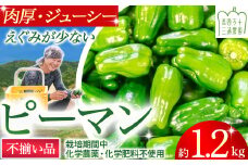 【不揃い品】肉厚ジューシー! 栽培期間中化学農薬・化学肥料不使用のえぐみ少ないピーマン1.2kg ／Fms-11 農産物 新鮮 ぴーまん ピーマン 肉厚ピーマン 野菜 大量